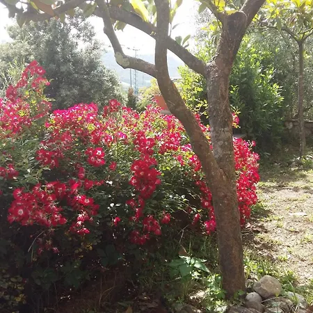 Lilium House Arce